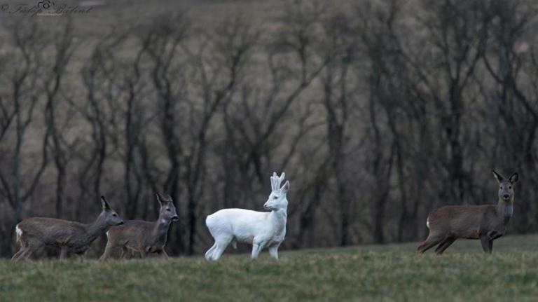 A flavizmus hasonlít az albinizmusra, de nem ugyanaz: ritka és gyönyörű jelenség - A kép illusztráció!