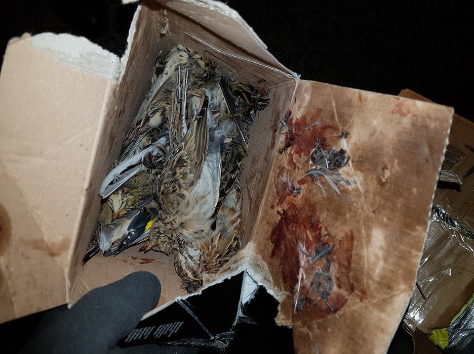 22 kartondobozban több mint 2500 madár tetemére leltek a pénzügyőrök (5 / 3. kép)