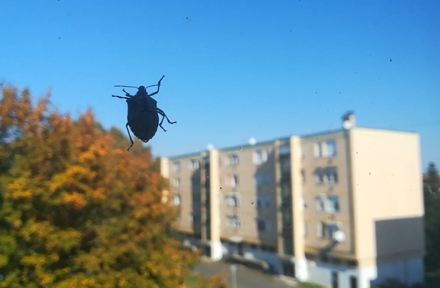 Engedély nélkül lépik át a küszöböt a hívatlan vendégek